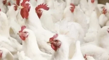 بورصة الدواجن اليوم: أسعار الفراخ البيضاء والكتاكيت تتغير بشكل ملحوظ